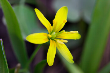 Obraz premium Gagea lutea: bright yellow star blooms close‑up