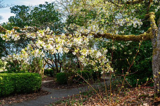 Branch And Flowers