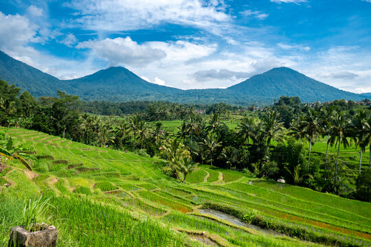 Jatiluwih Rice Terraces: UNESCO Cultural Landscape and Traditional Subak Irrigation in Bali