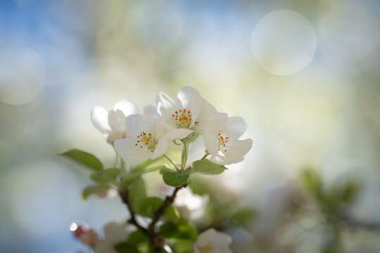 White flowers of an apple tree in spring on a blurred background.