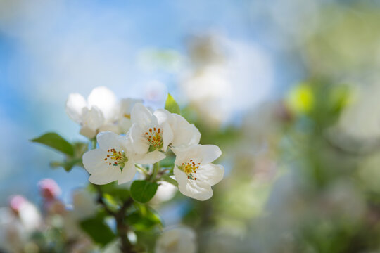 White flowers of an apple tree on a blurred background of blue sky