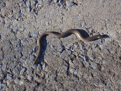 Slow worm on the path