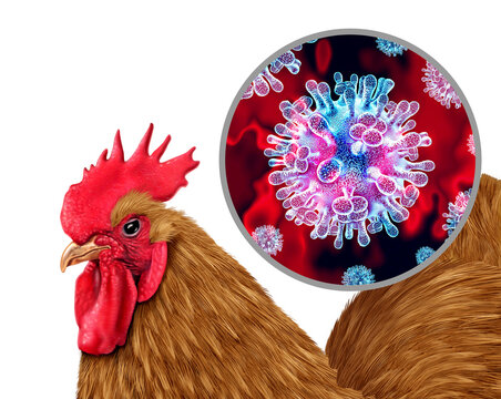 H5N1 Virus Outbreak as a Bird Flu and Highly Pathogenic Avian Influenza or new infection cases crisis and farm virus as a viral poultry infected chicken or livestock health risk for global infections 