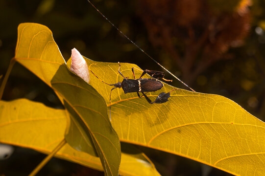 Leaf-footed bug on a bright yellow leaf in the tropical sun.