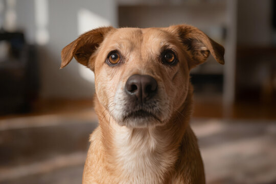 Chien regardant directement l&rsquo;objectif avec des yeux expressifs, lumi&egrave;re naturelle douce et fond minimaliste, portrait animalier &eacute;motionnel