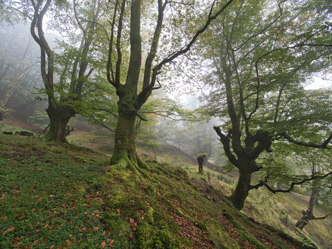 Wild Horse Grazing Beneath Mossy Beech Trees in Fog - A wide, vertical shot of a mystical forest slope with ancient, moss-covered beech trees and a horse standing in the distance under a misty canopy.
