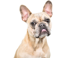 Obraz premium Funny fawn French bulldog, closeup, isolated on white background