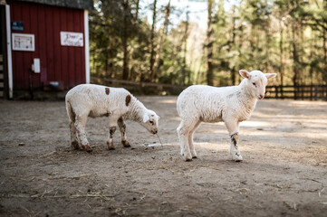 lambs © Ryan