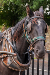 Obraz premium Horse in Killarney, Kerry, Ireland
