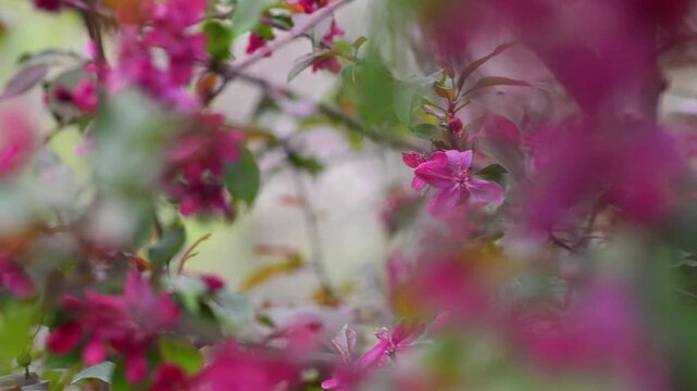 Flowering Crabapple Blossoms Close Up. Soft Spring Nature Background. Close up of delicate flowering crabapple (Malus) blossoms in soft natural light. 