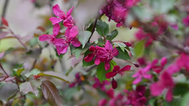 Flowering Crabapple Blossoms Close Up. Soft Spring Nature Background. Close up of delicate flowering crabapple (Malus) blossoms in soft natural light. 