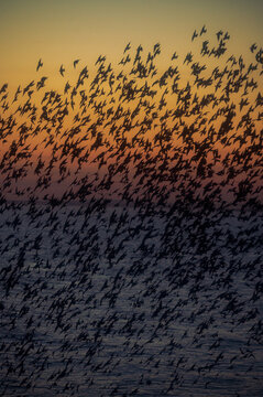 Details of a starling murmuration at sunset