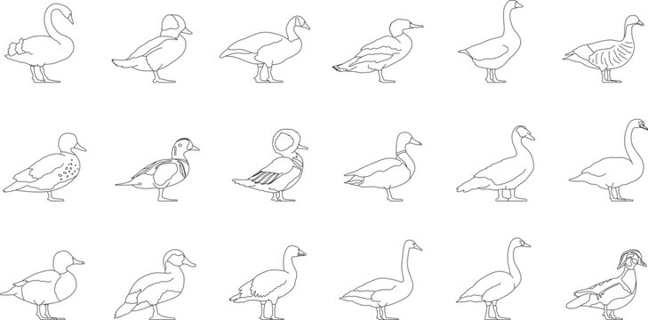 Waterfowl set, water birds, animals, symbol, swan, bufflehead, goose, merganser, gadwall, duck, mallard, editable stroke, vector, illustration