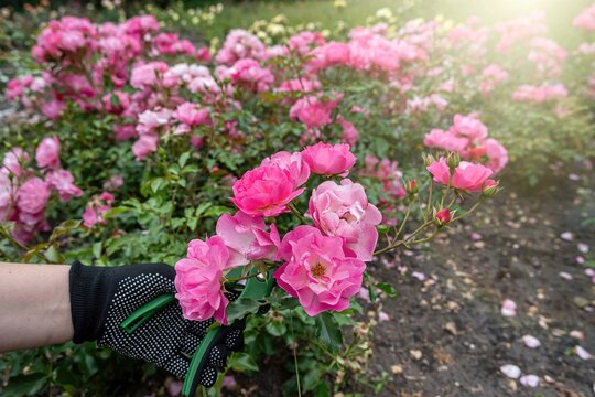 Gardener hands pruning light pink roses with green secateurs in flower garden, floral care and hobby