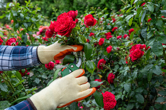 Gardener caring for blooming red and pink roses in garden, floral maintenance and natural beauty