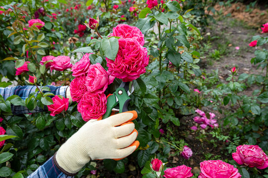 Close up shot of gardener's gloved hand holding pruners near beautiful pale pink bush roses outdoors
