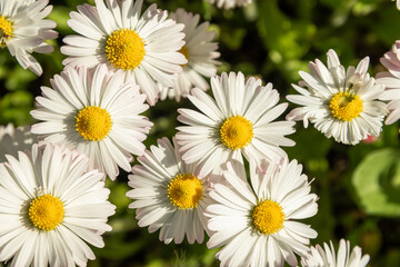 Fototapeta premium Daisy flower pattern background with white petals and yellow center in summer sunlight natural texture