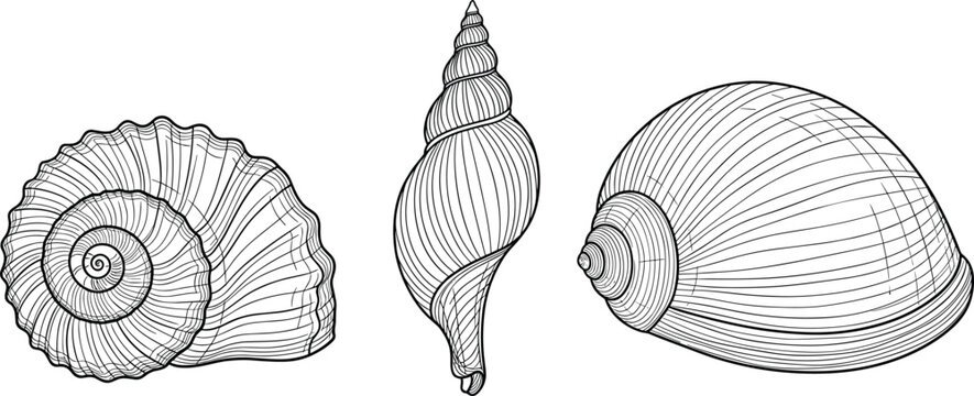 Seashell engraving set with spiral conch shells marine ocean vintage line art hand drawn vector illustration