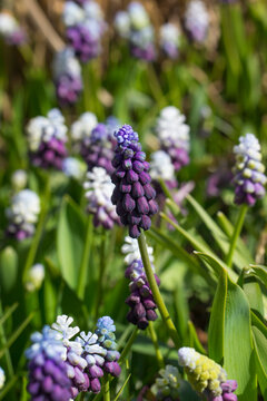 Muscari botryoides: grape hyacinth in close-up