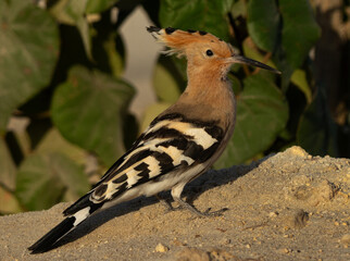 Hoopoe perched on ground at Busaiteen at Bahrain © Dr Ajay Kumar Singh