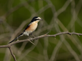 Obraz premium Masked shrike perched on acacia tree at Jasra, Bahrain