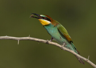 Fototapeta premium European bee-eater with a bee catch, Bahrain