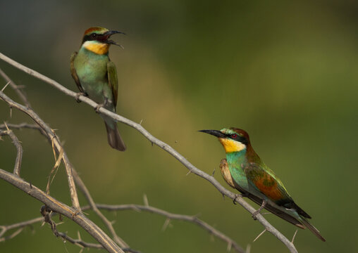 A pait of European bee-eater perched on a tree, Bahrain