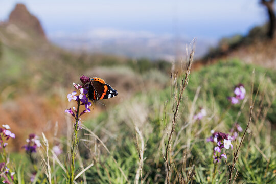 Red admiral butterfly with rocky mountain peak and sea in background