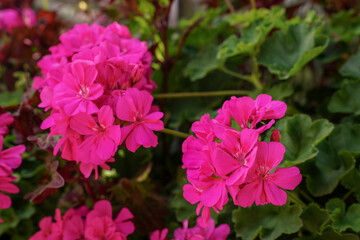 Obraz premium Sun shines on vibrant pink Pelargonium or Geranium flowers, closeup detail