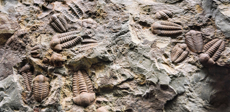 Trilobite fossils in the rocks, closeup detail
