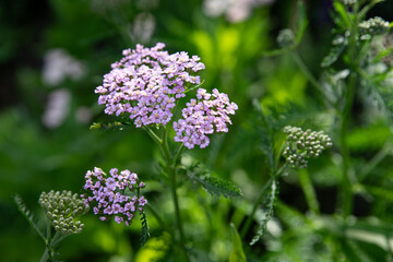 Yarrow flower, Achillea millefolium, in the forest, in the shade, sheltered from the direct rays of the sun, very beautifully colored and delicate © Amarandei