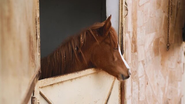 Young brown horse in stables box, head over metal door