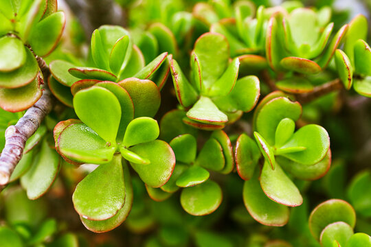 Jade plant leaves and woody stem close-up landscape