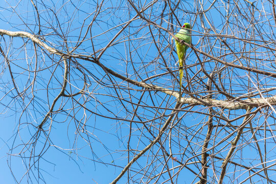 Green rose-ringed parakeet on tree branch. Exotic ring-necked parrot perching in spring park against blue sky. Wild bird