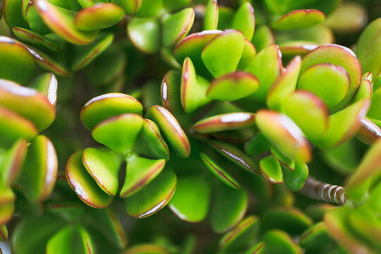 Jade plant fleshy leaves with red margins extreme close-up texture