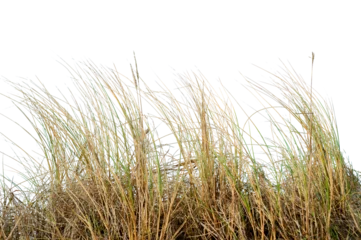 Fotobehang Duinen Natural real coastal dune grass growing in sandy environment, isolated on transparent background. Wild beach vegetation with thin dry blades shaped by wind, suitable for nature design.  © busurman