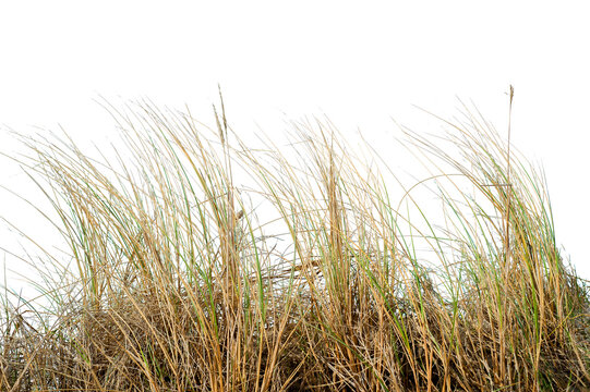 Natural real coastal dune grass growing in sandy environment, isolated on transparent background. Wild beach vegetation with thin dry blades shaped by wind, suitable for nature design.