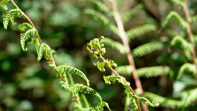 Sunlit young green fern fronds with delicate texture of the emerging foliage unfurling in the spring forest