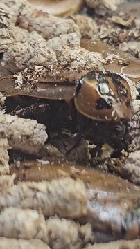 detailed closeup of a metallic wood boring jewel beetle inside a clear display box with a small plastic container nearby showing intricate iridescent colors and textured body features