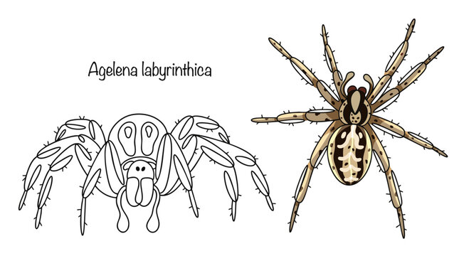 Agelena labyrinthica