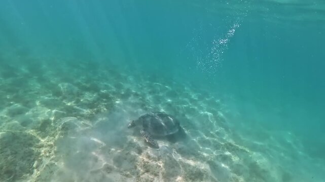 Green sea turtle grazing on sandy floor, eating seagrass, group of small fish swims near, these animals are seen quite often when snorkeling in Marsa Mubarak