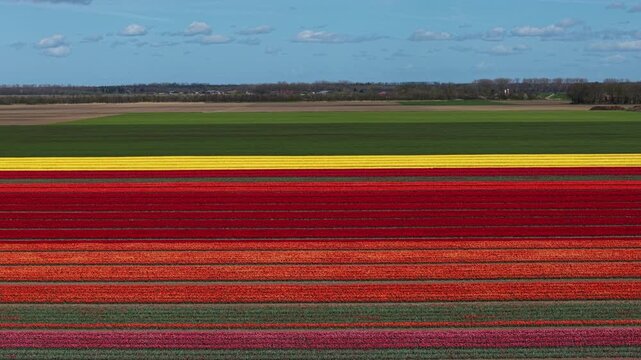 Aerial drone shot flying over horizontal stripes of multicolored tulip fields in the Dutch countryside

