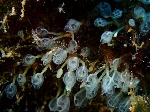 Colonial tunicates (sea squirts) on rock underwater