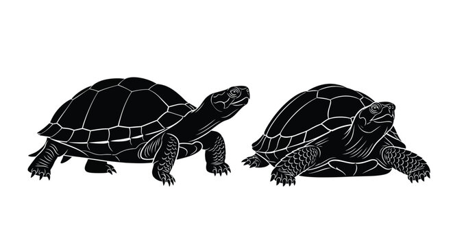 Two black turtles in detailed silhouette on transparent background