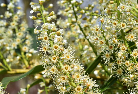 Bl&uuml;hende Kirschloorbeer-Hecke im Fr&uuml;hling