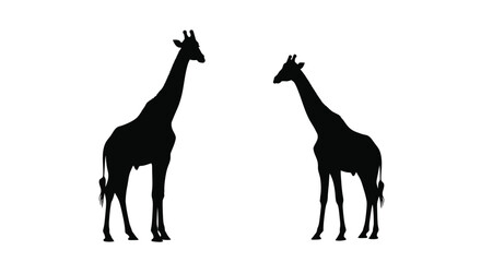 Two giraffes facing each other a striking black silhouette on transparent background © MDFaruk