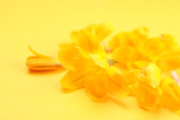 Obraz premium Beautiful crocus flowers on yellow background, closeup. Space for text