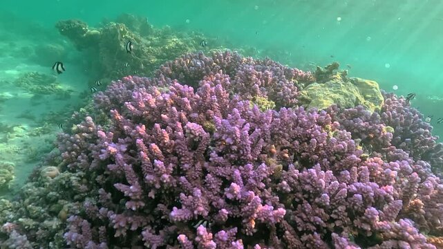 Snorkeling in shallow water at Marsa Alam, few small zebra fish swimming near purple coral, closeup detail