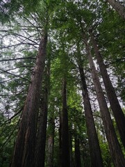 Fototapeta premium majestic towering trees in lush green forest