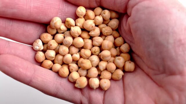 Organic garbanzo beans in a hand. Raw culinary ingredient. Uncooked legumes